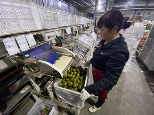 水果客服日理千機(jī)，天貓雙11點(diǎn)亮蒲江信息咨詢新篇章